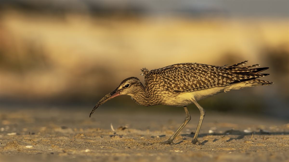 Eurasian Whimbrel