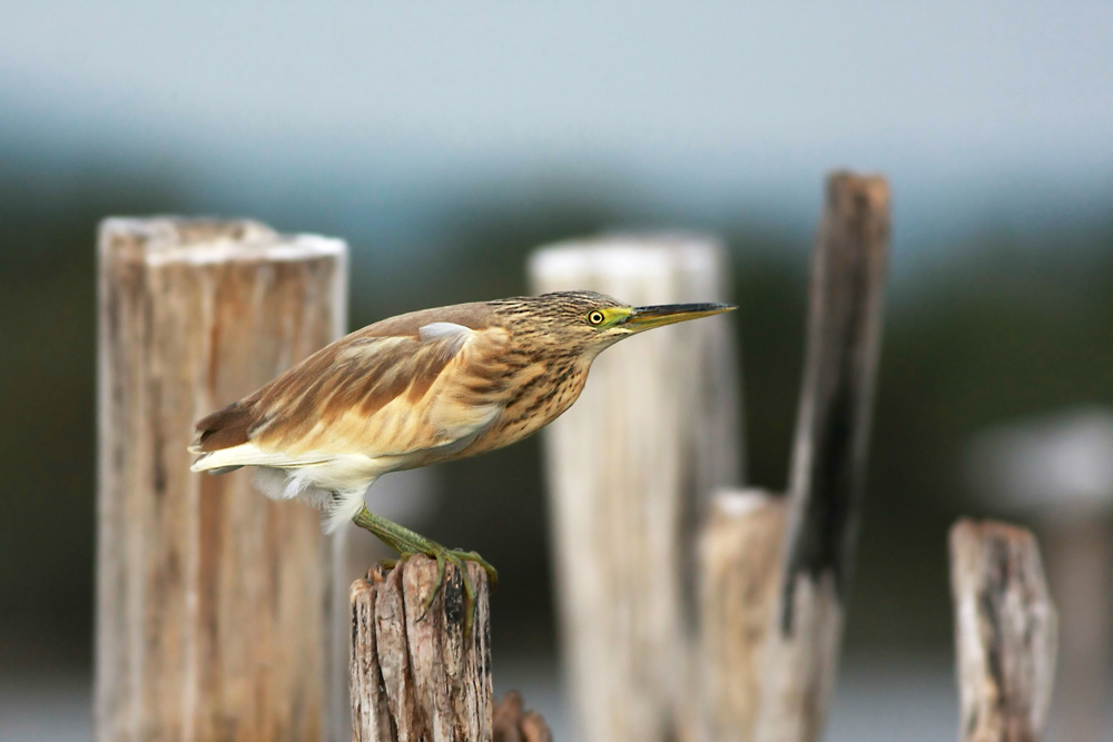 Squacco Heron
