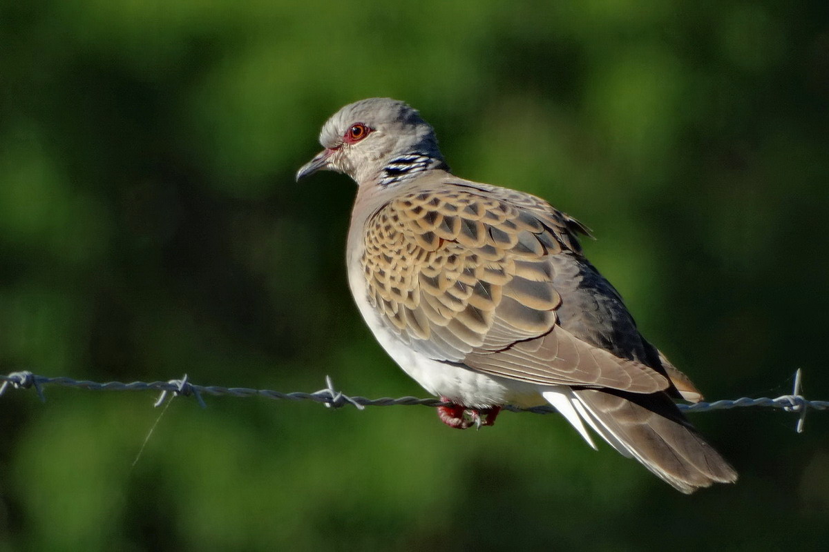 European Turtle Dove