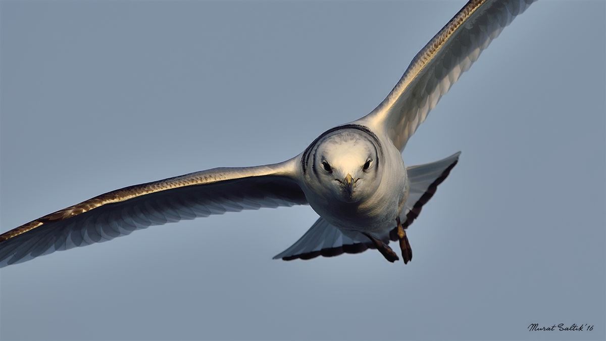 Black-legged Kittiwake