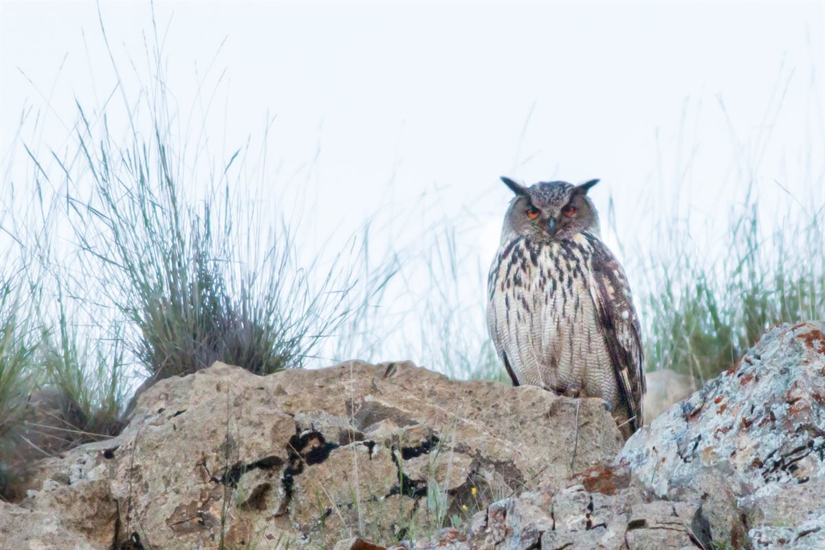 Eurasian Eagle-Owl