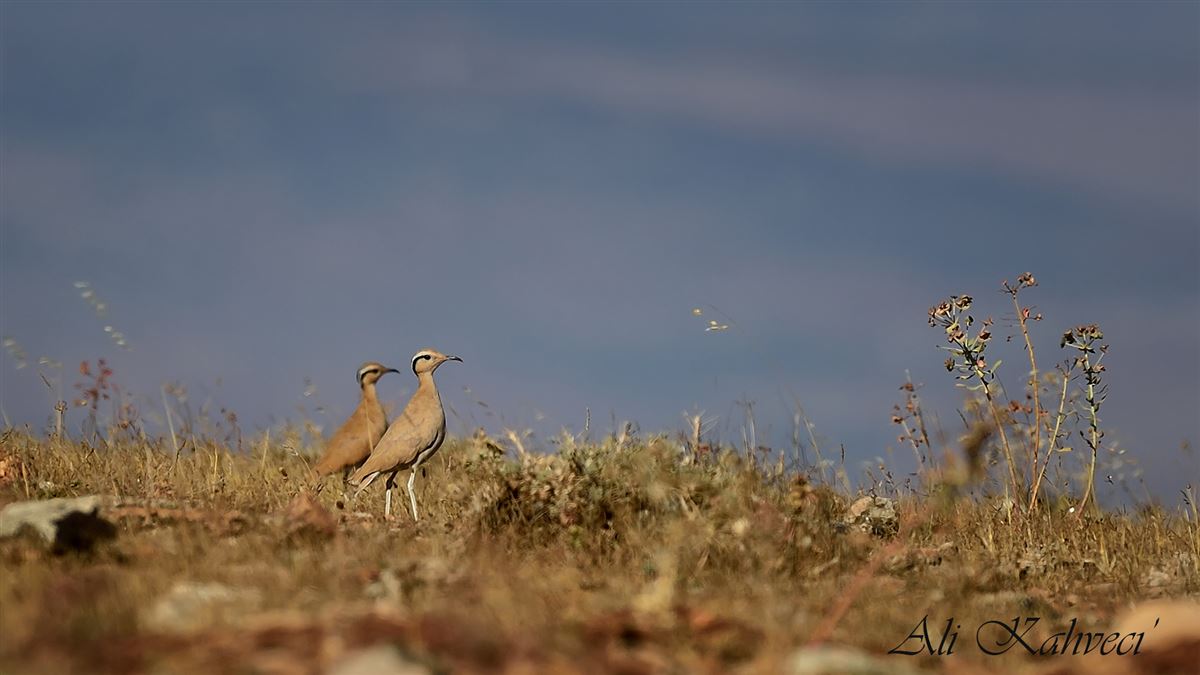 Cream-colored Courser