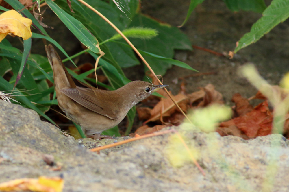 Savi`s Warbler