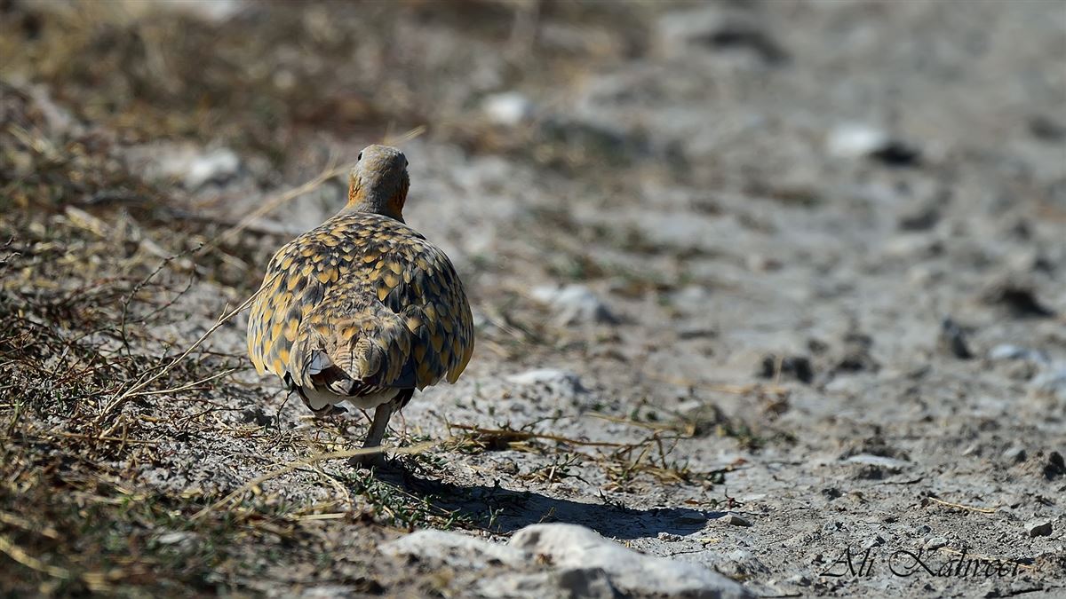 Black-bellied Sandgrouse