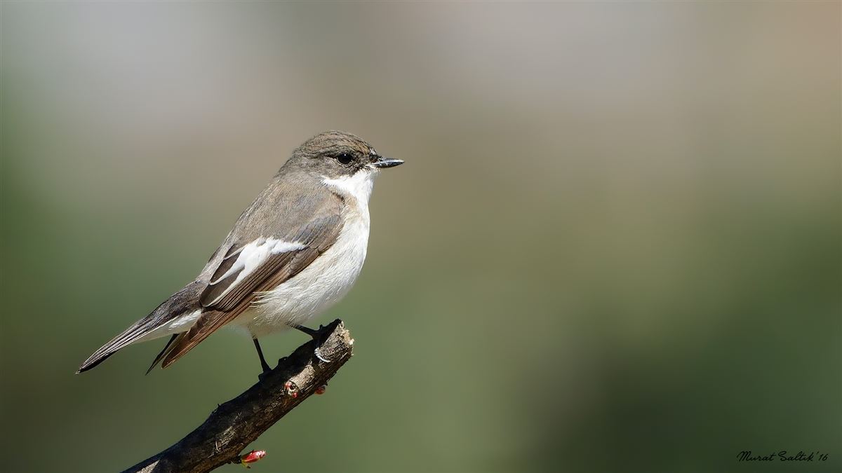 European Pied Flycatcher