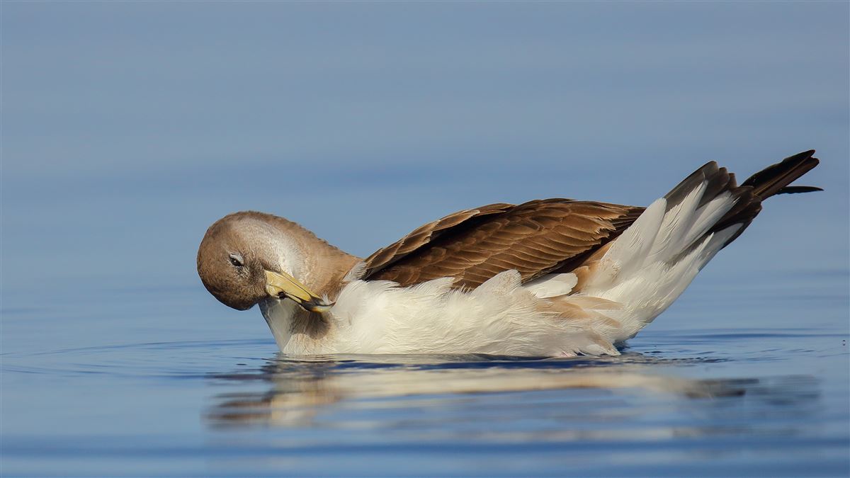 Scopoli`s Shearwater