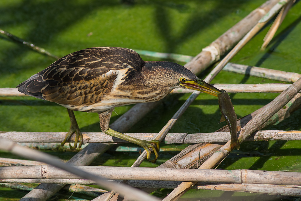Little Bittern