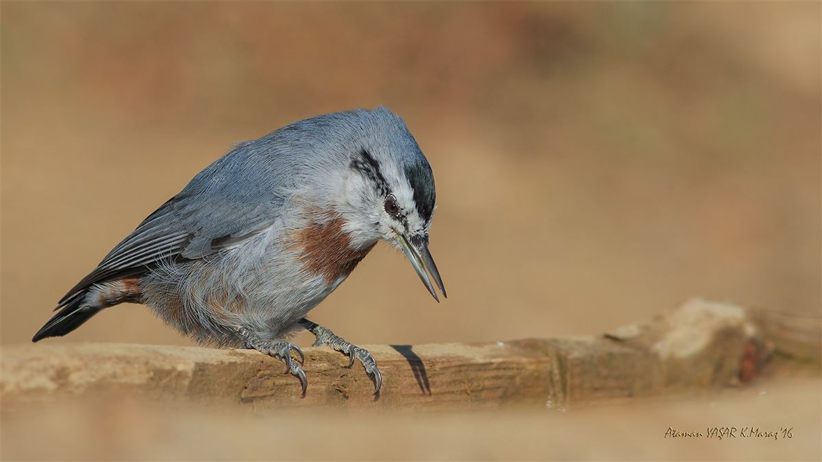 Krüper`s Nuthatch