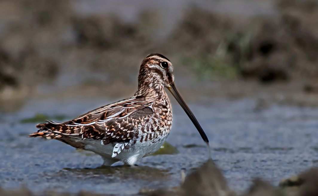 Common Snipe