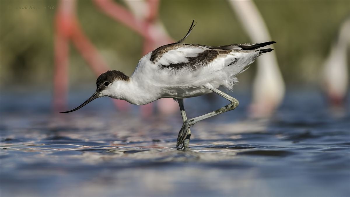 Pied Avocet