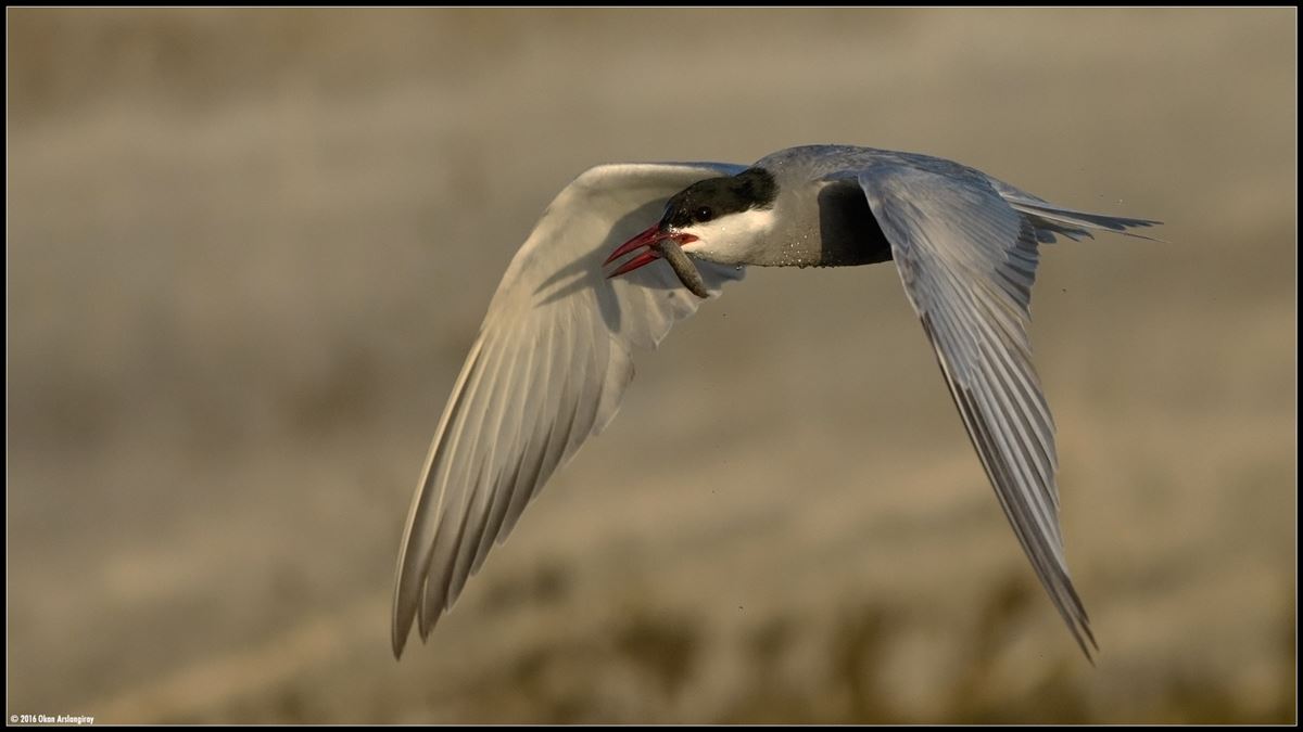 Whiskered Tern