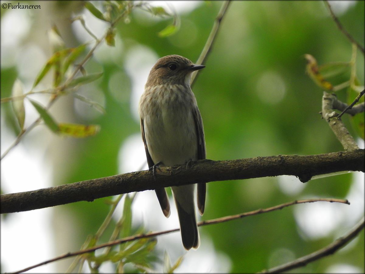 Spotted Flycatcher
