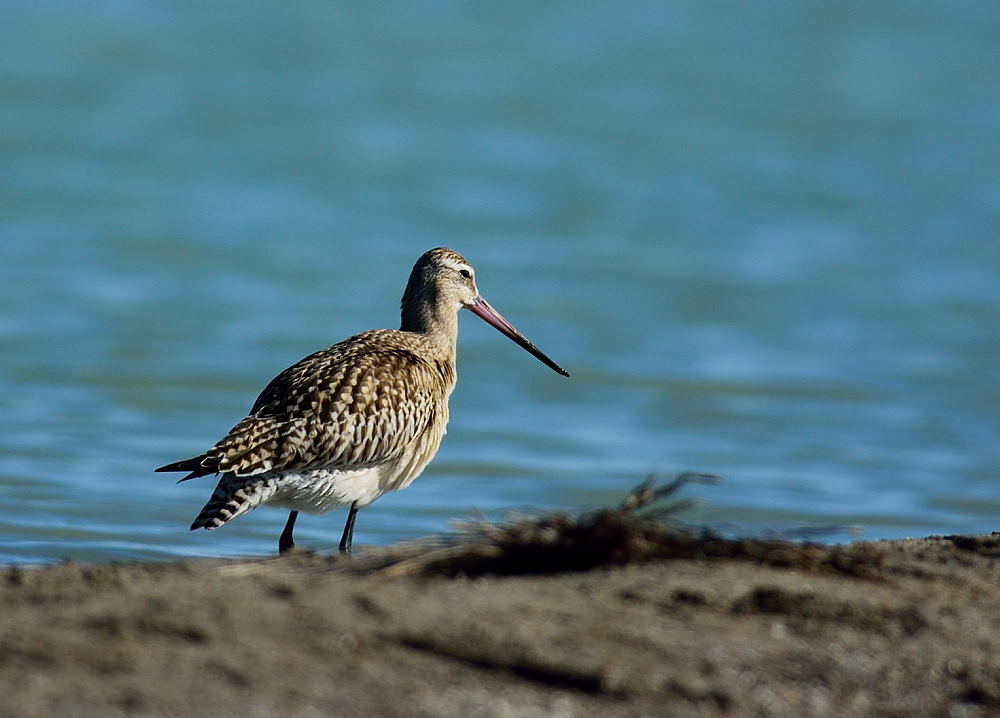 Bar-tailed Godwit