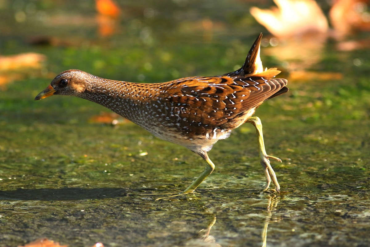 Spotted Crake
