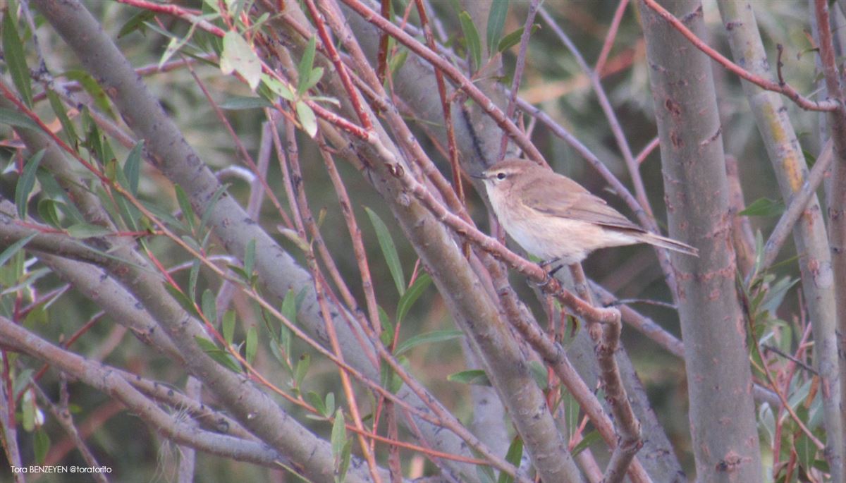 Mountain Chiffchaff