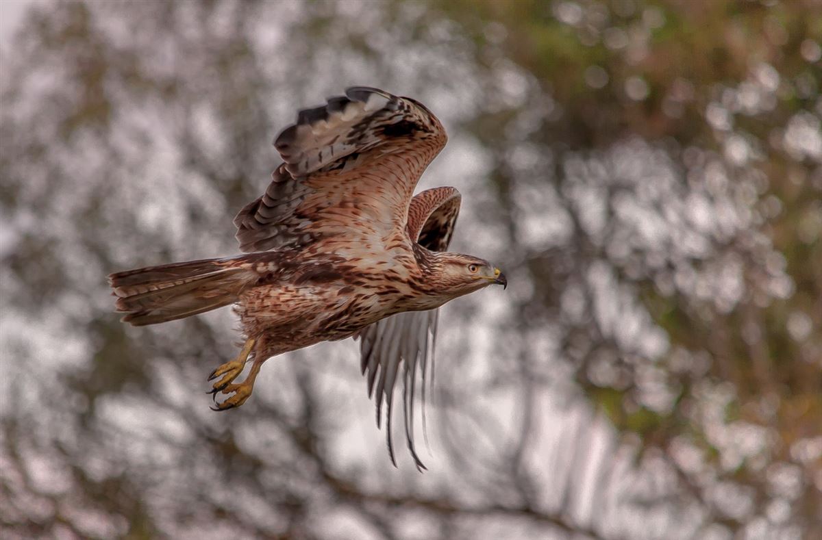 Long-legged Buzzard