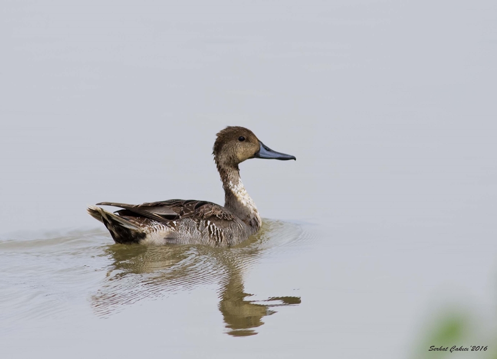Northern Pintail