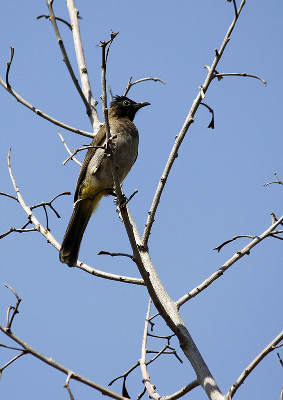 White-spectacled Bulbul