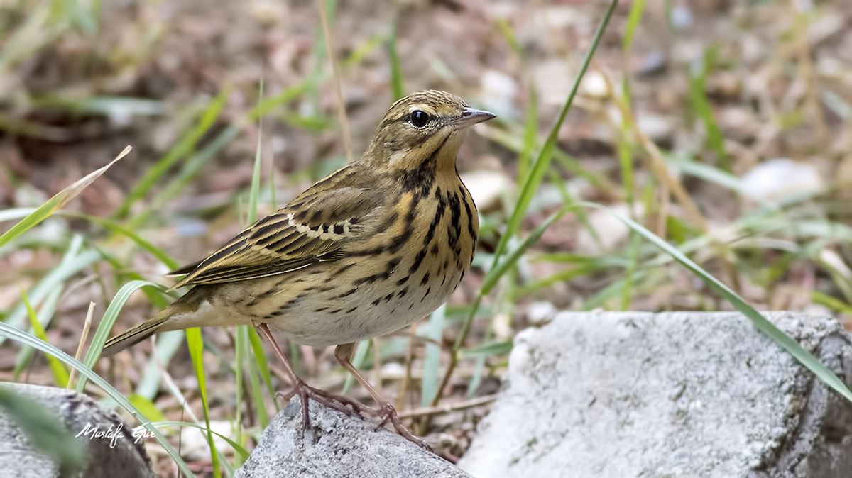 Tree Pipit