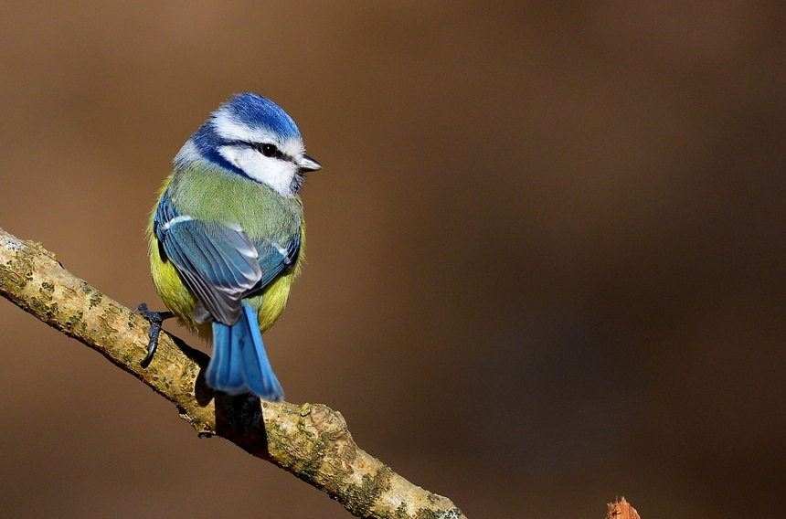 Eurasian Blue Tit