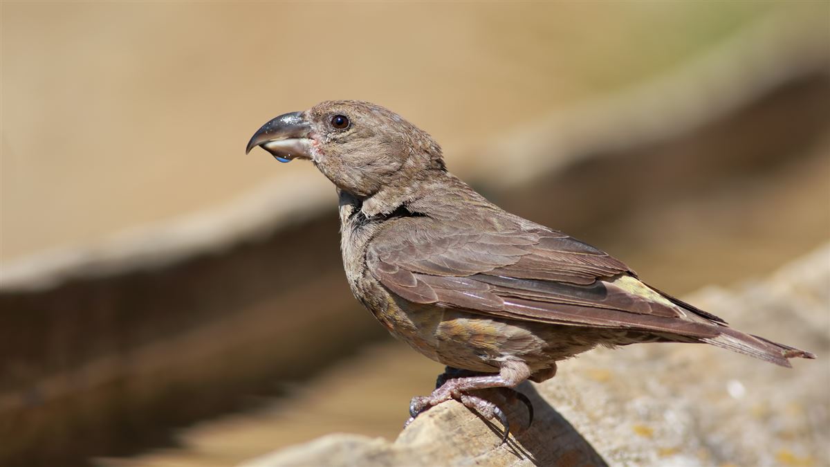 Red Crossbill