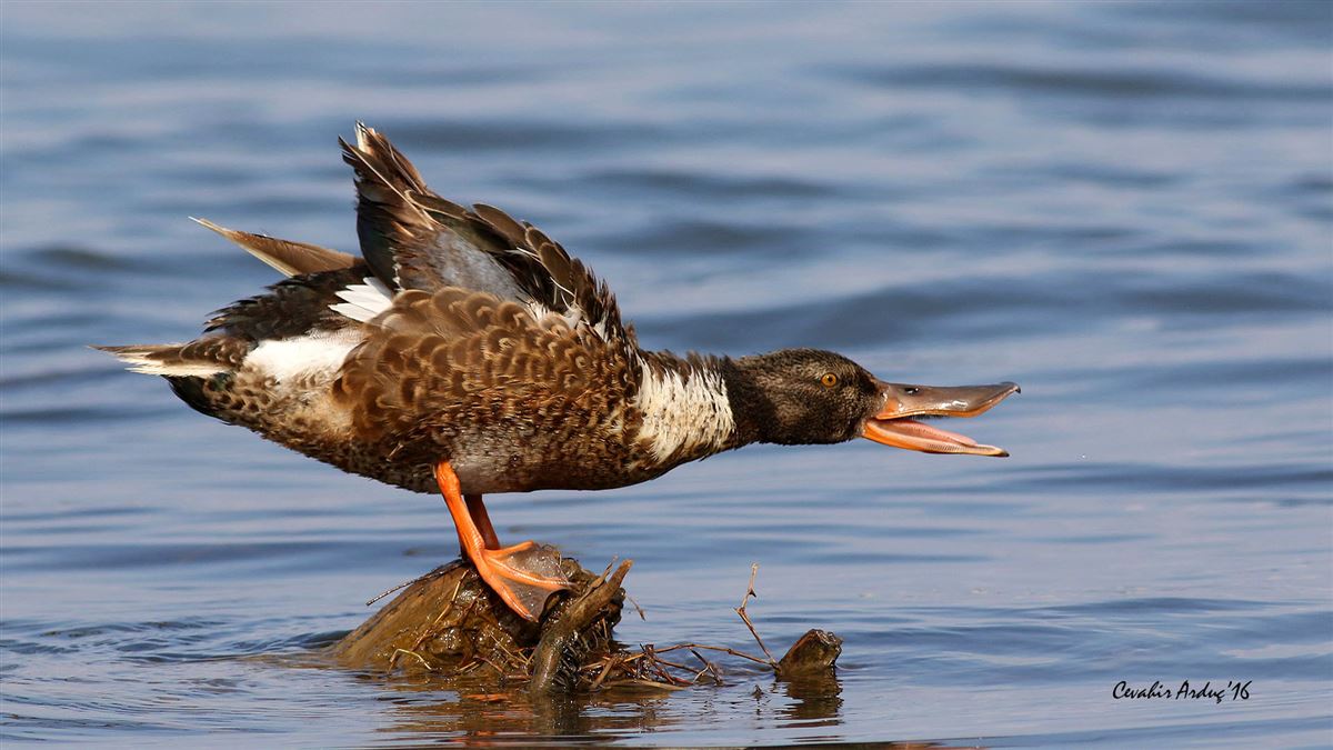 Northern Shoveler