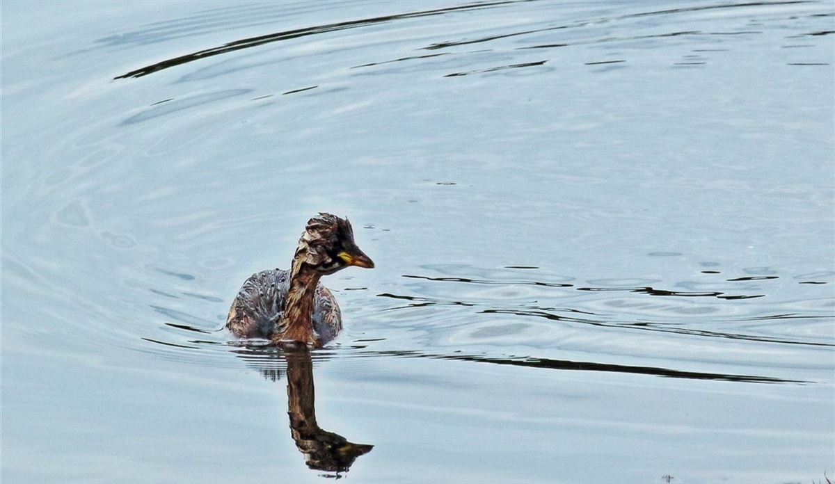 Little Grebe