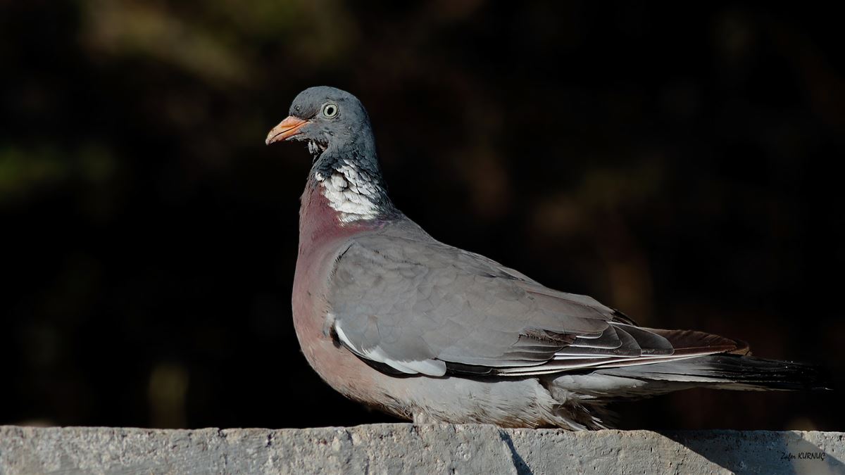 Common Wood Pigeon