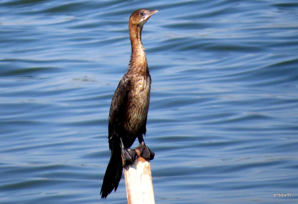Pygmy Cormorant