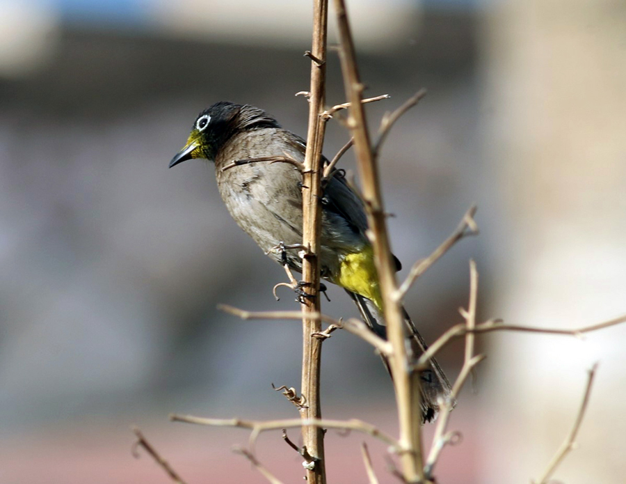 White-spectacled Bulbul