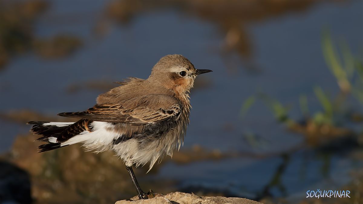 Northern Wheatear
