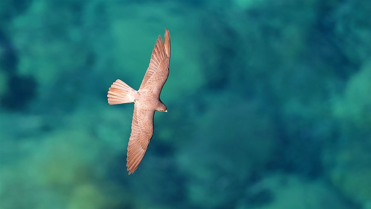 Eleonora`s Falcon