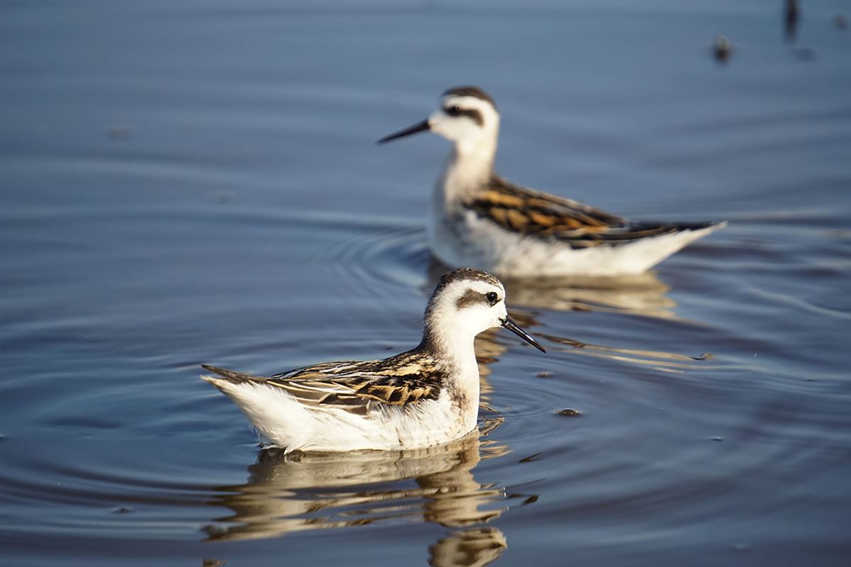 Red-necked Phalarope