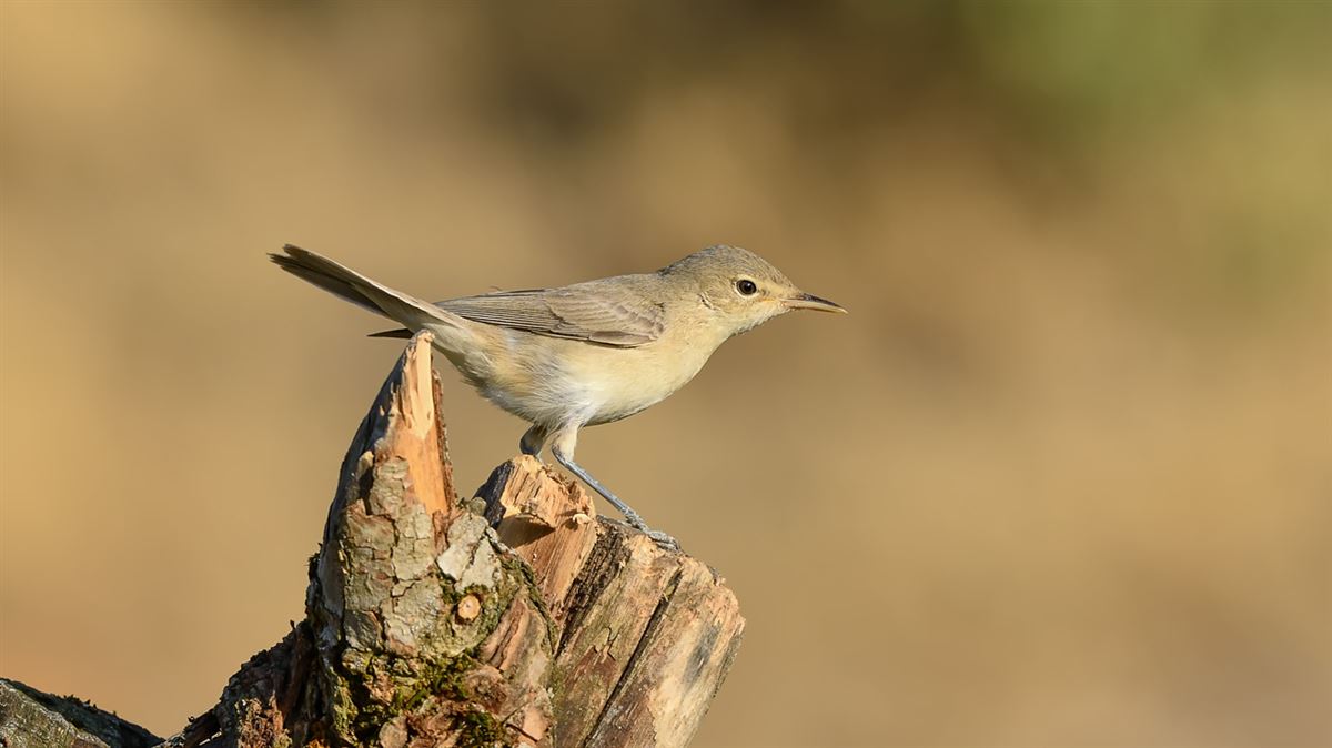 Icterine Warbler