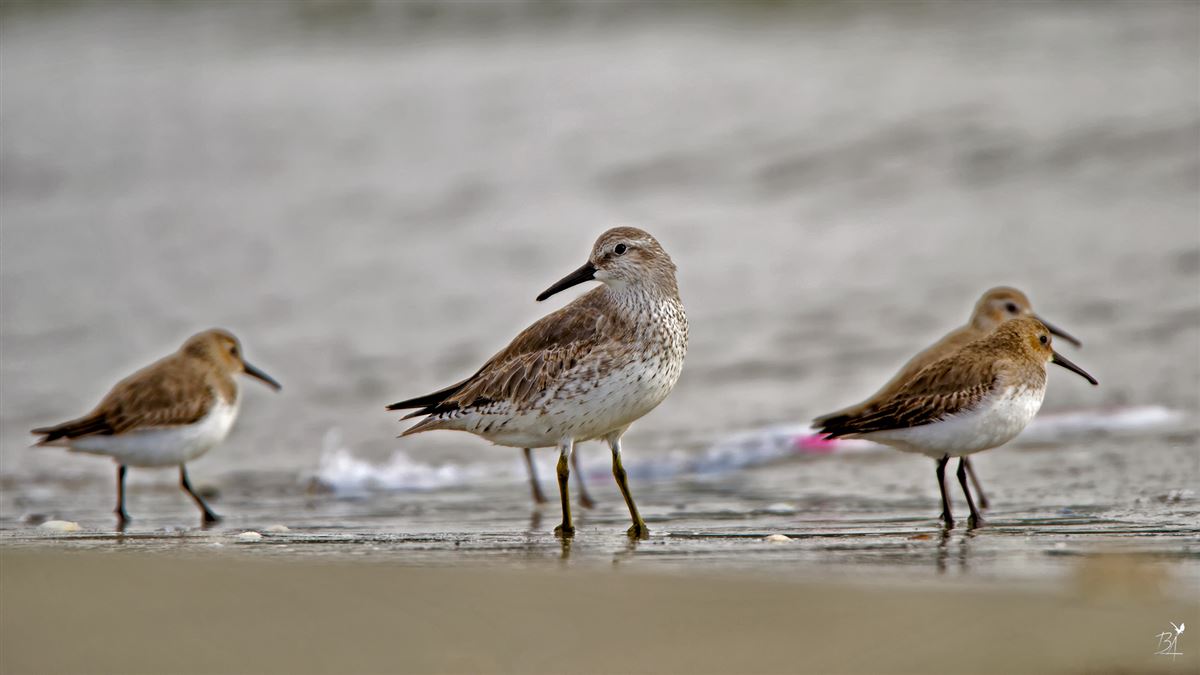 Büyük Kumkuşu