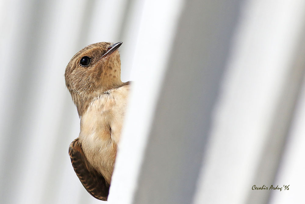 Eurasian Crag Martin