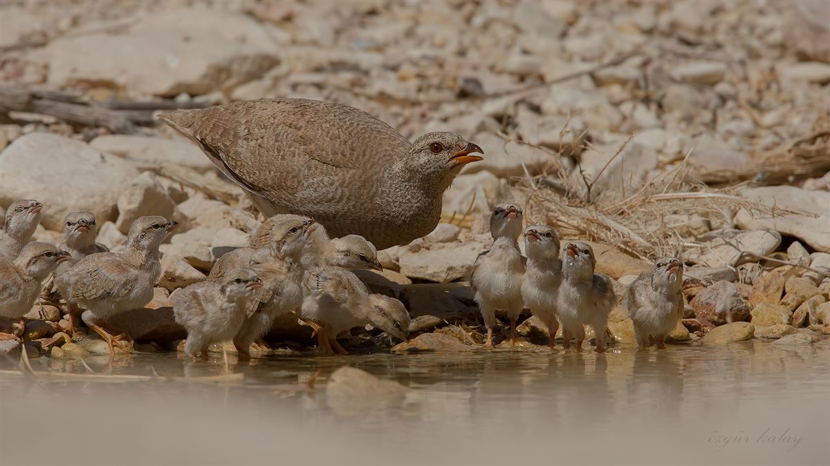 See-see Partridge
