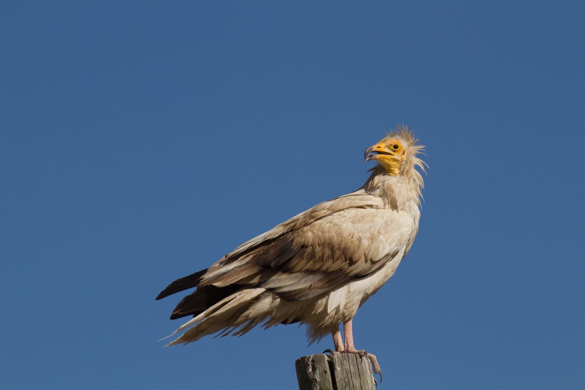 Egyptian Vulture