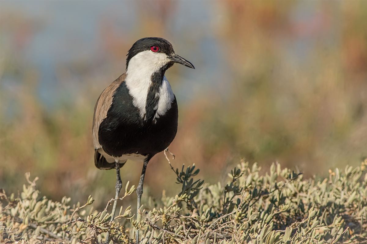 Spur-winged Lapwing