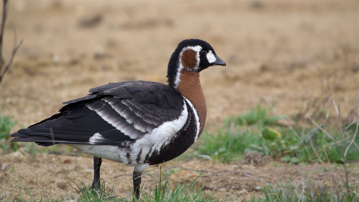 Red-breasted Goose