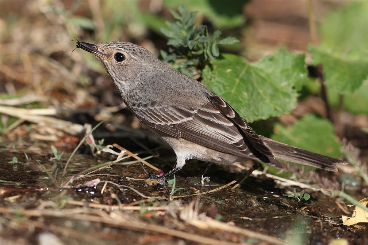 Spotted Flycatcher