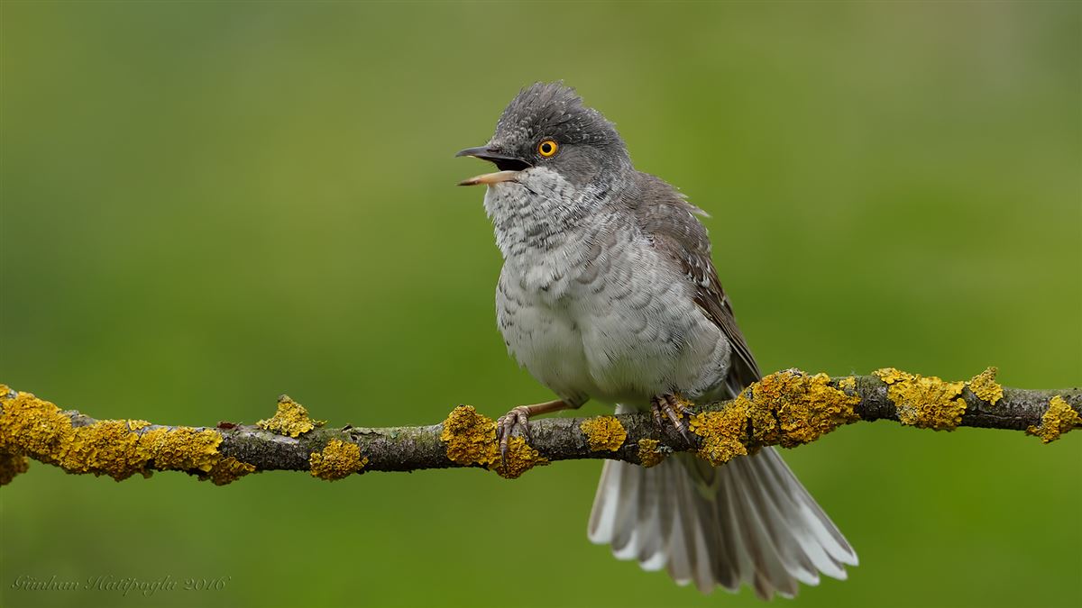 Barred Warbler