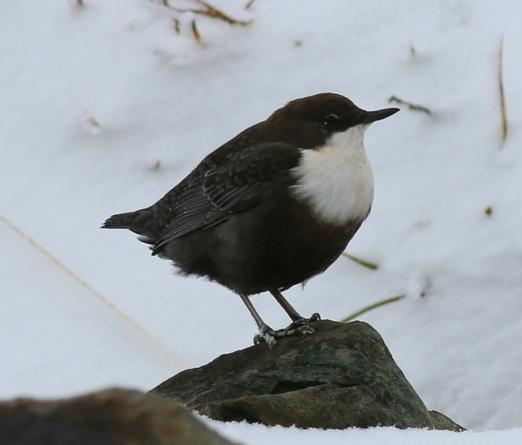 White-throated Dipper