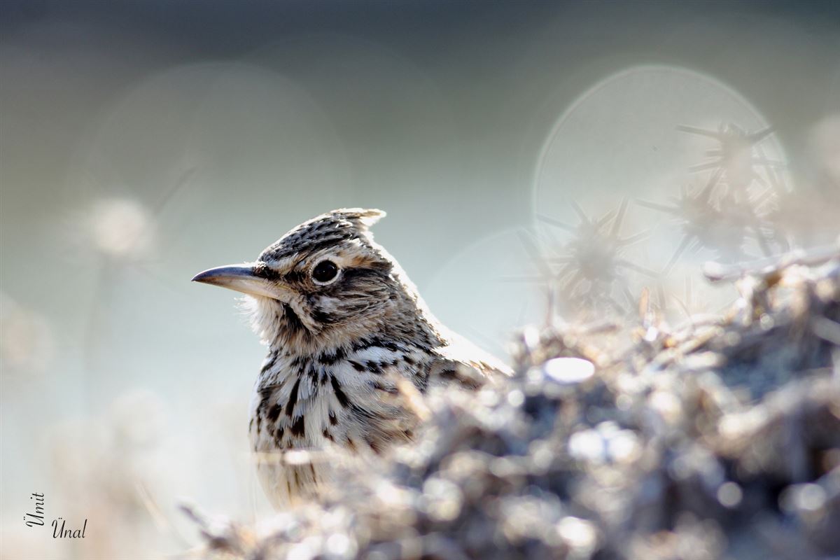 Crested Lark