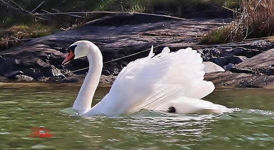 Mute Swan