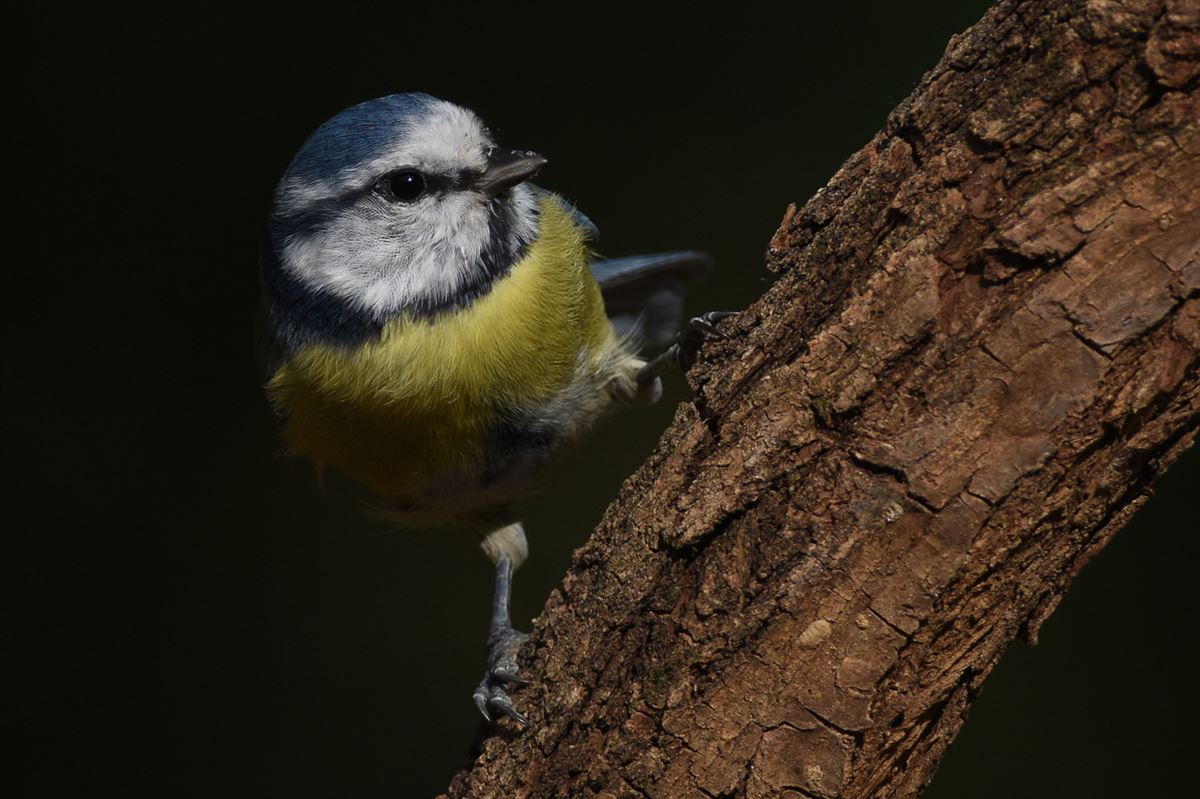 Eurasian Blue Tit