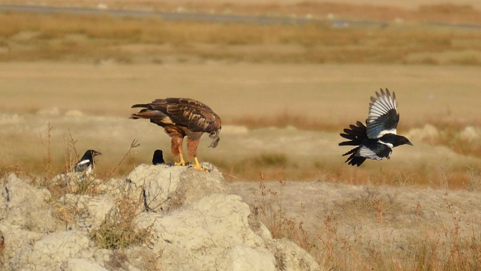 Long-legged Buzzard