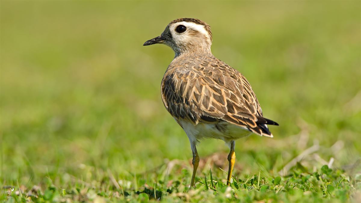 Eurasian Dotterel