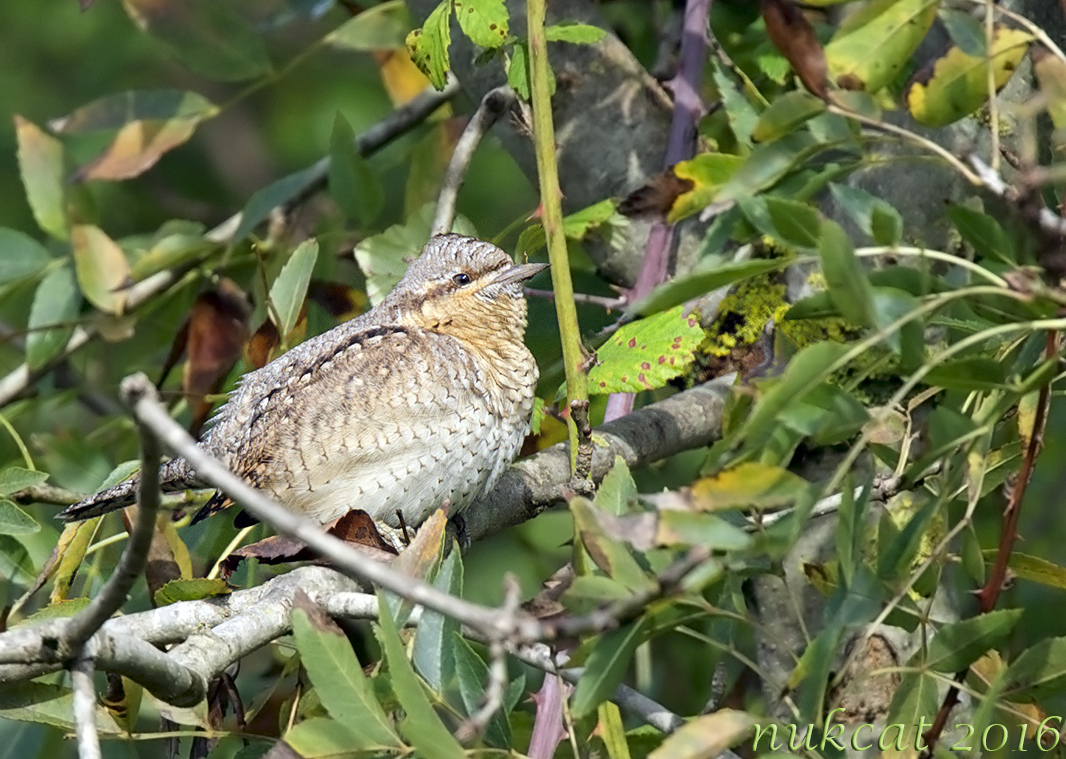 Eurasian Wryneck
