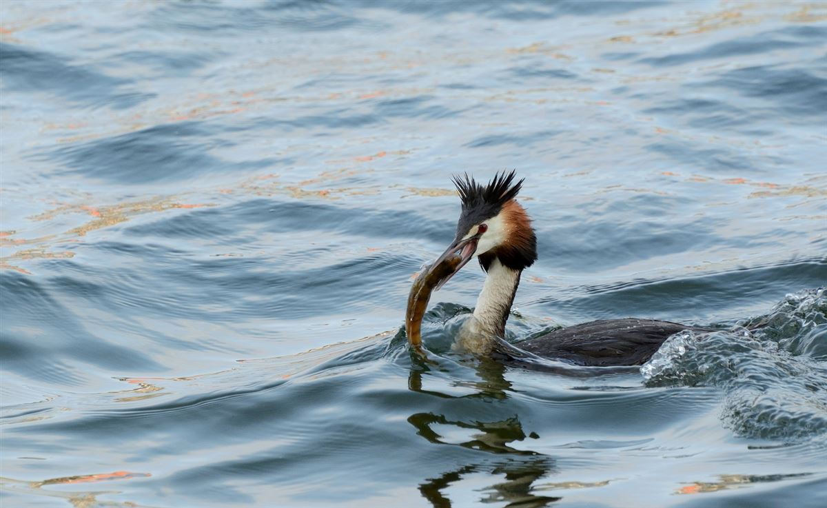 Great Crested Grebe
